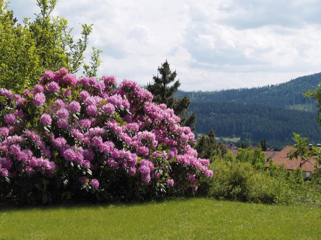 Pension Zur Klause Bodenmais Buitenkant foto